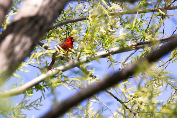 Nördlicher Kardinal Cardinalis Cardinalis Auf Einem Zweig Sitzend Rundherum Grüne — Stockfoto