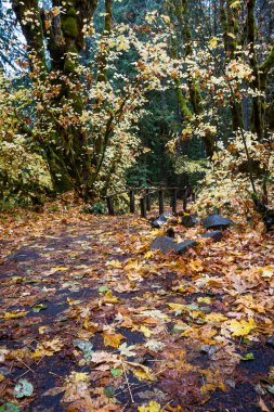 Altın meşe yaprağı Umpqua Ulusal Orman Douglas İlçesi Oregon dan güzel sonbahar kızdırma