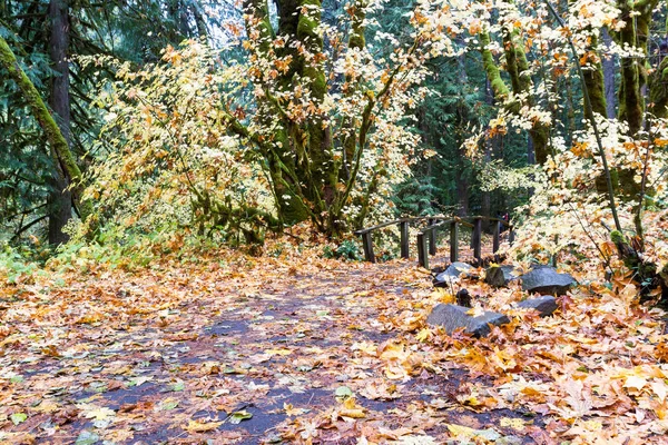 Belle Lueur Automne Feuilles Chêne Doré Dans Forêt Nationale Umpqua — Photo