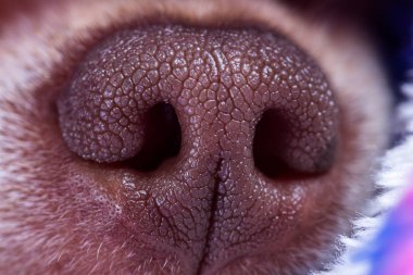 Chihuahua burun desen ve keskin odak doku ile yakından