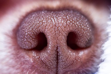 chihuahua nose up close with patterns and texture in sharp focus clipart