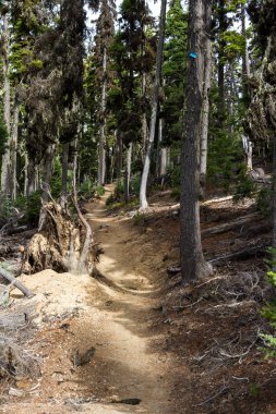 Mount Thielsen tepesine tırmanma Oregon orman iz işaretlenmiş