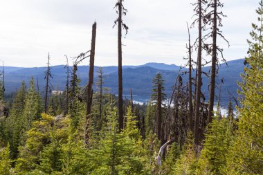 Mount Thielsen iz ön planda yoğun orman bitki örtüsü ile elmas gölden görünümünü