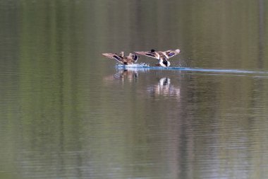 Gölde yüzmeye bahar yeşilbaş ördekler eşleştirilmiş