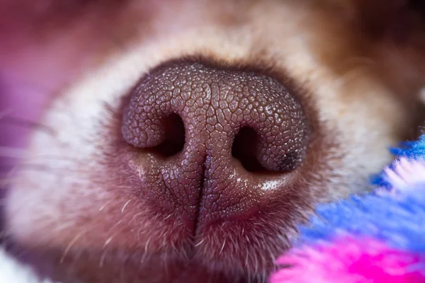 Chihuahua Neus Van Dichtbij Met Patronen Textuur Scherp Beeld — Stockfoto