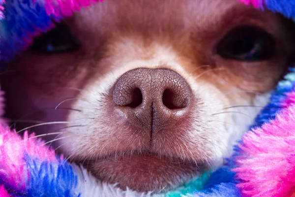Chihuahua Näsa Nära Håll Med Mönster Och Textur Fokus — Stockfoto