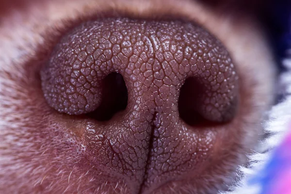 Chihuahua Nose Close Patterns Texture Sharp Focus — Stock Photo, Image