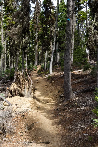 Afmærket Sti Skoven Oregon Klatring Til Toppen Bjerget Thielsen - Stock-foto