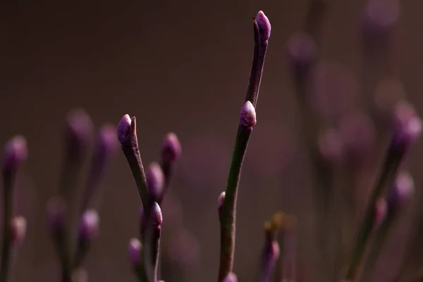 Закрыть Глаза Растение Ивовидного Типа Растущее Горах Южного Орегона Небольшим — стоковое фото
