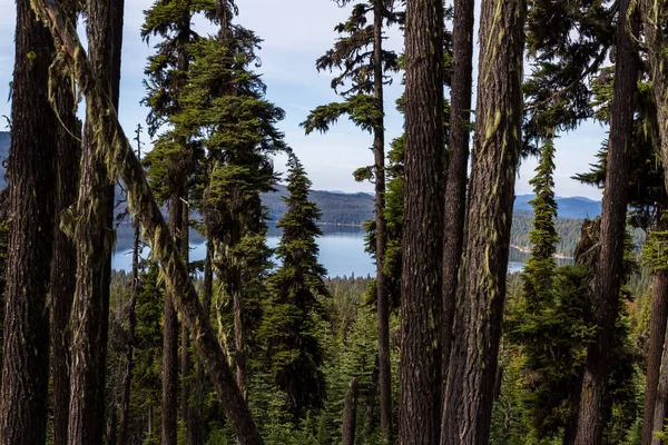 Vista Lago Diamond Partir Monte Thielsen Trilha Com Densa Vegetação — Fotografia de Stock