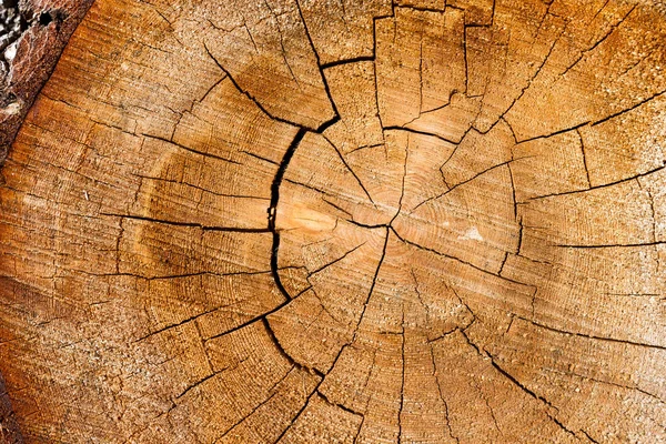 Close Wide Angle Lens Fallen Free Exposed Tree Rings Background — Stock Photo, Image