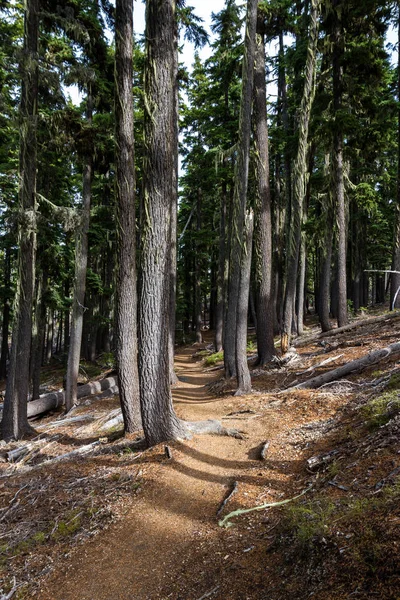 Sentiero Segnato Nella Foresta Dell Oregon Che Sale Fino Alla — Foto Stock