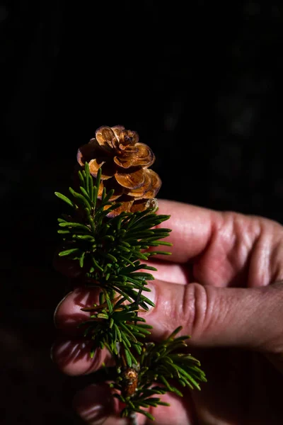 Perto Uma Mão Segurando Pequeno Cone Pinho Cicuta Com Uma — Fotografia de Stock