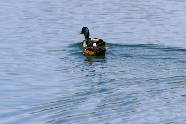 Anatre Domestiche Coppia Nel Nuoto Primaverile Nello Stagno — Foto Stock