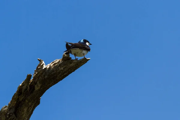 Baumschwalbe Thront Auf Einem Toten Baumstumpf Mit Tiefblauem Himmel Hintergrund — Stockfoto