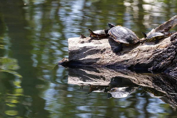 Grupa Żółwi Różnej Wielkości Ciesząc Się Promieniami Słońca Dziennik Pływające — Zdjęcie stockowe
