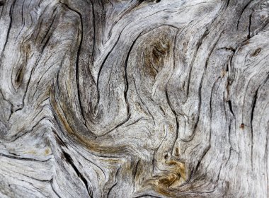 bir geniş açı objektif düşmüş ağaç ilginç desenleri ve swirls ile eski bir yakın çekim