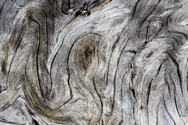 Gros Plan Avec Une Lentille Grand Angle Vieil Arbre Tombé — Photo