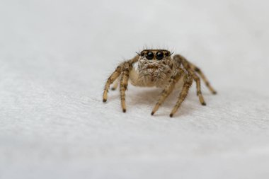 bir peçeteye duran büyük kirpik ile küçük bir atlama örümcek yakın çekim