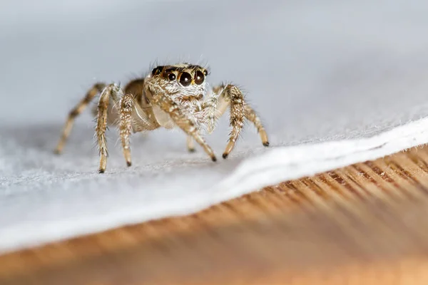 Nahaufnahme Einer Kleinen Springenden Spinne Mit Großen Wimpern Die Auf — Stockfoto