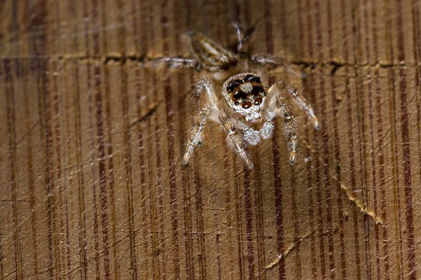 Primer Plano Una Pequeña Araña Saltadora Con Pestañas Grandes Pie — Foto de Stock