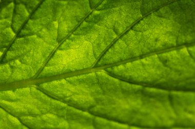 Canlı nane yakın çekim 