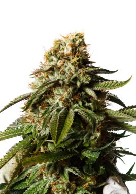 Esrar popüler zorlanma 