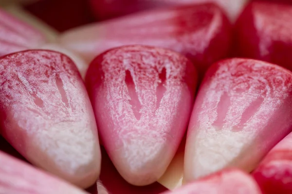Růžový sezónní candy kukuřice — Stock fotografie