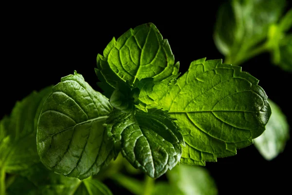 Living mint on black — Stock Photo, Image