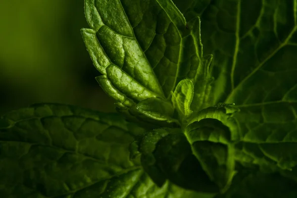 Vivir de cerca la menta — Foto de Stock