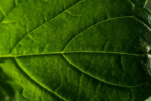 Living mint close up — Stock Photo, Image