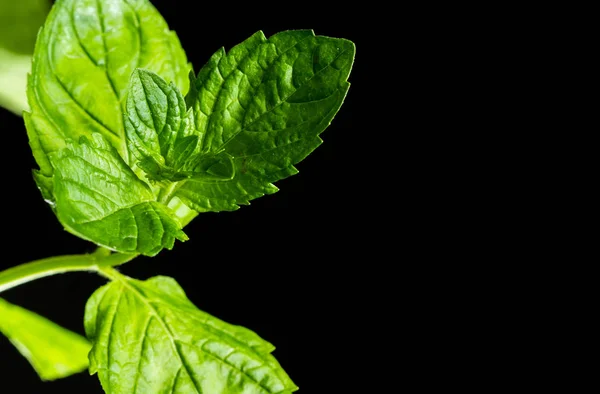 Living mint close up — Stock Photo, Image