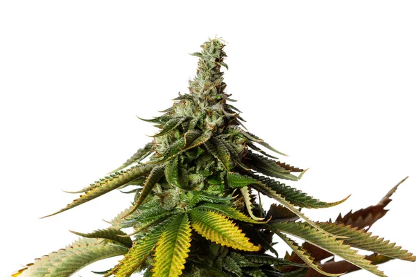Talmädchen, Cannabis — Stockfoto