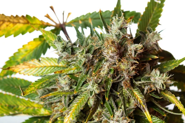 Talmädchen, Cannabis — Stockfoto