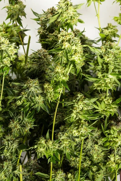 Talmädchen, Cannabis — Stockfoto