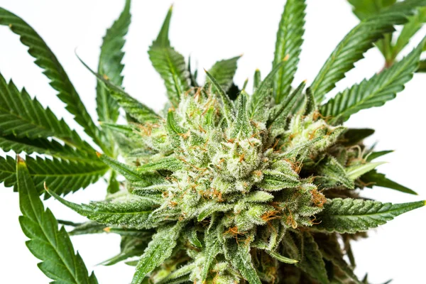 Populär stam av Cannabis — Stockfoto