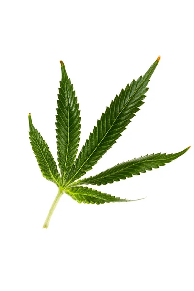 Cannabis-Blatt über Weiß — Stockfoto