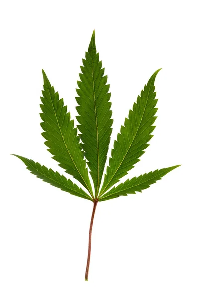 Cannabis leaf över vita — Stockfoto