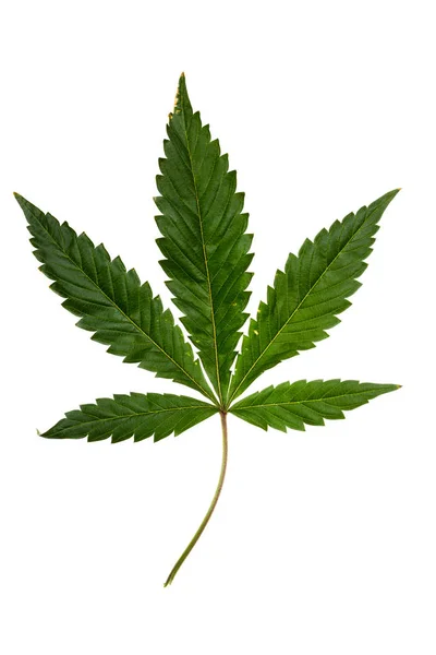 Cannabis leaf över vita — Stockfoto