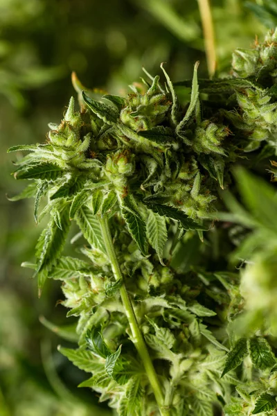 Talmädchen, Cannabis — Stockfoto