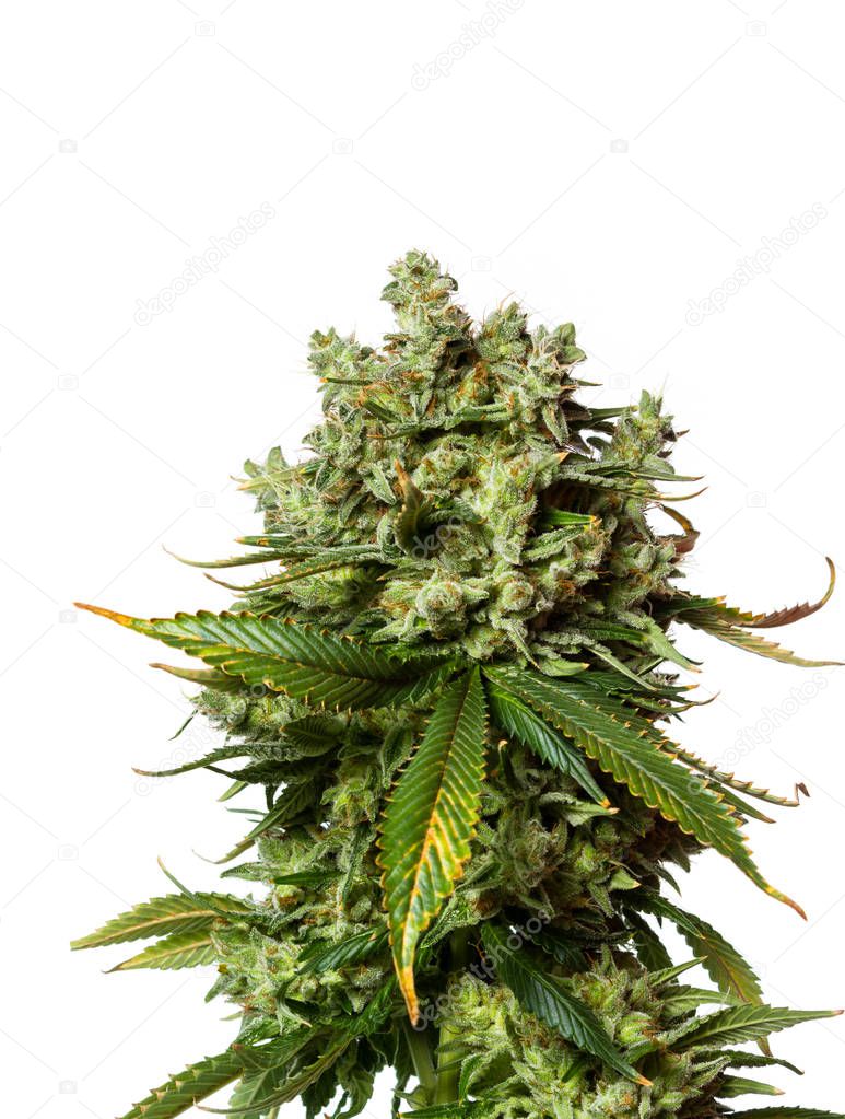 Popular strain of Cannabis 