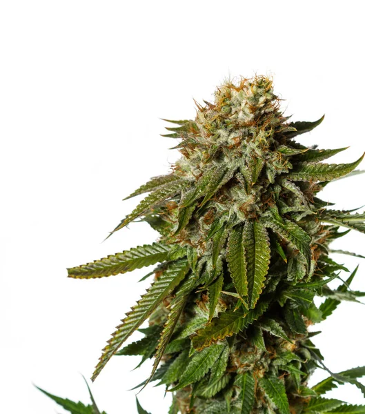 Populaire stam van Cannabis — Stockfoto