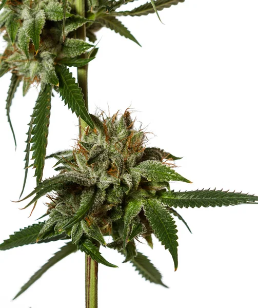 Beliebte Sorte von Cannabis — Stockfoto