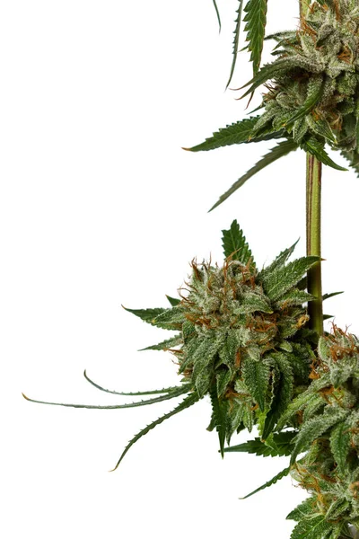 Beliebte Sorte von Cannabis — Stockfoto