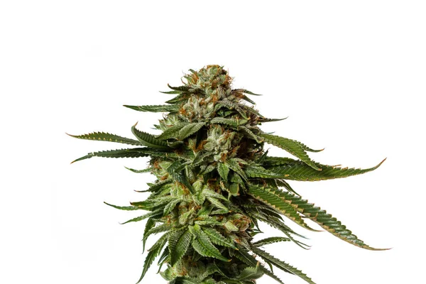 Estirpe popular de Cannabis — Fotografia de Stock