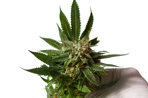 Populär stam av Cannabis — Stockfoto