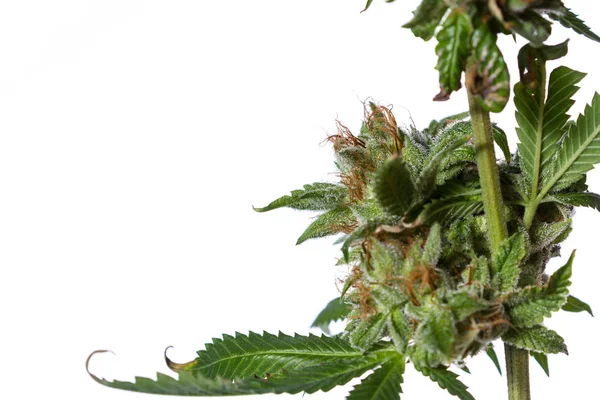 Populär stam av Cannabis — Stockfoto