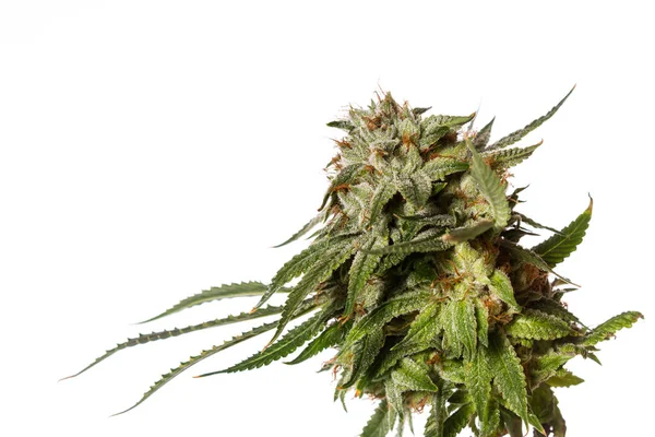 Populaire stam van Cannabis — Stockfoto