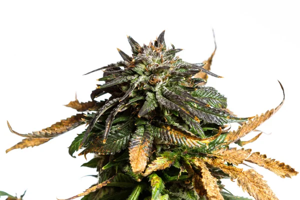 Lsd Hybridsorte von Cannabis — Stockfoto