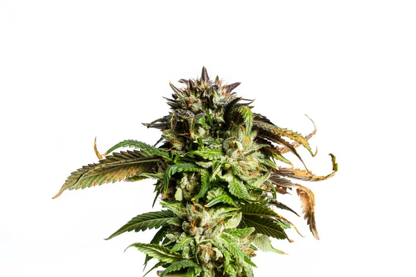 LSD hybrid strain of cannabis — Stock Photo, Image
